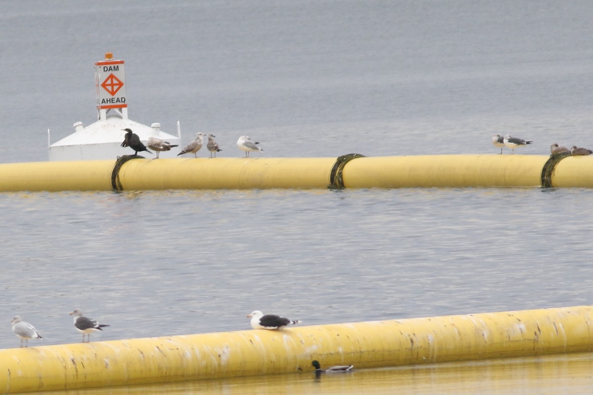 Lesser Black-backed Gull - ML643713623