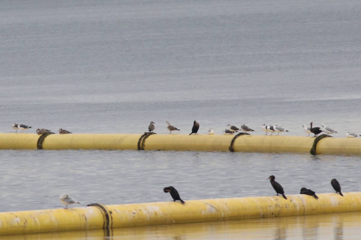 Lesser Black-backed Gull - ML643713624