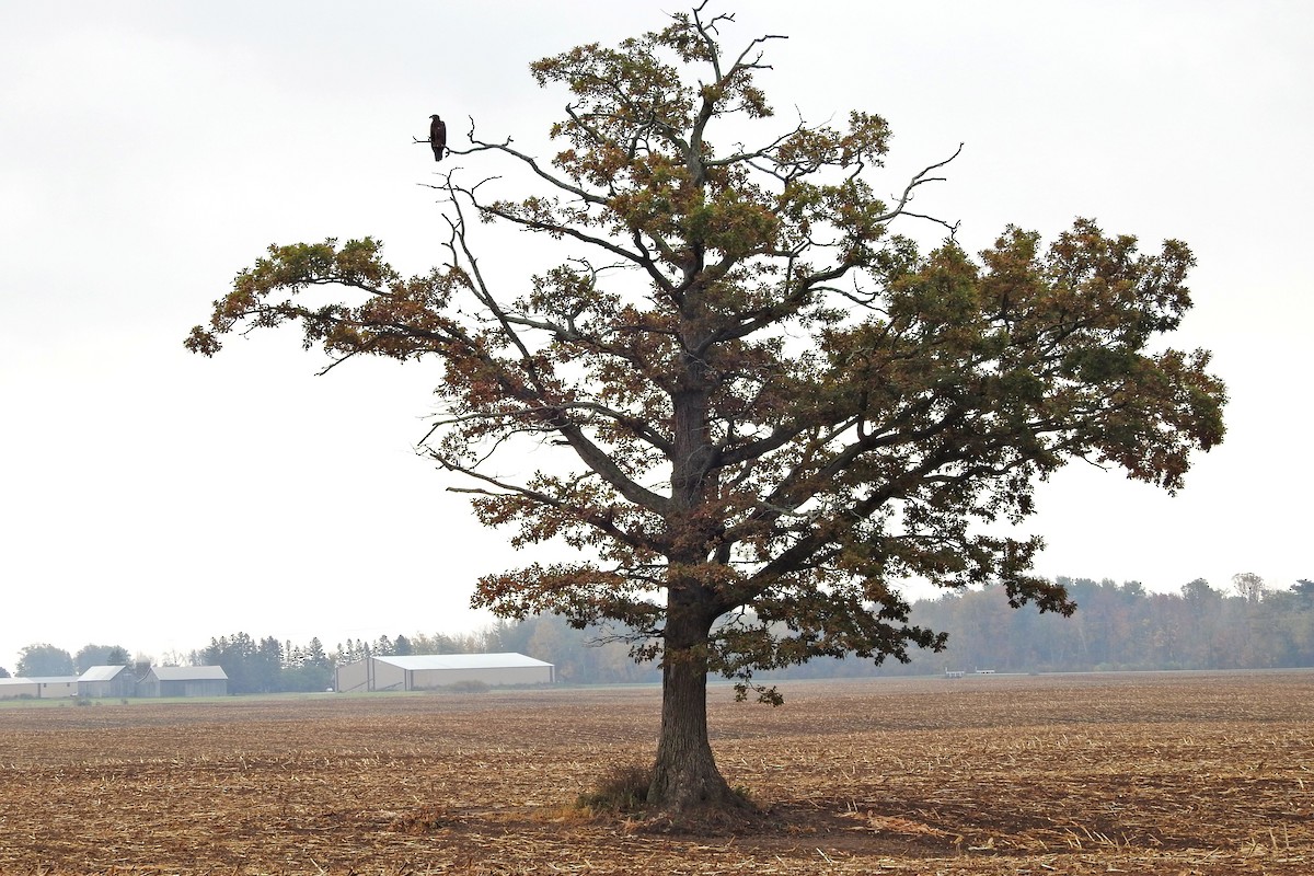 Bald Eagle - ML643713625