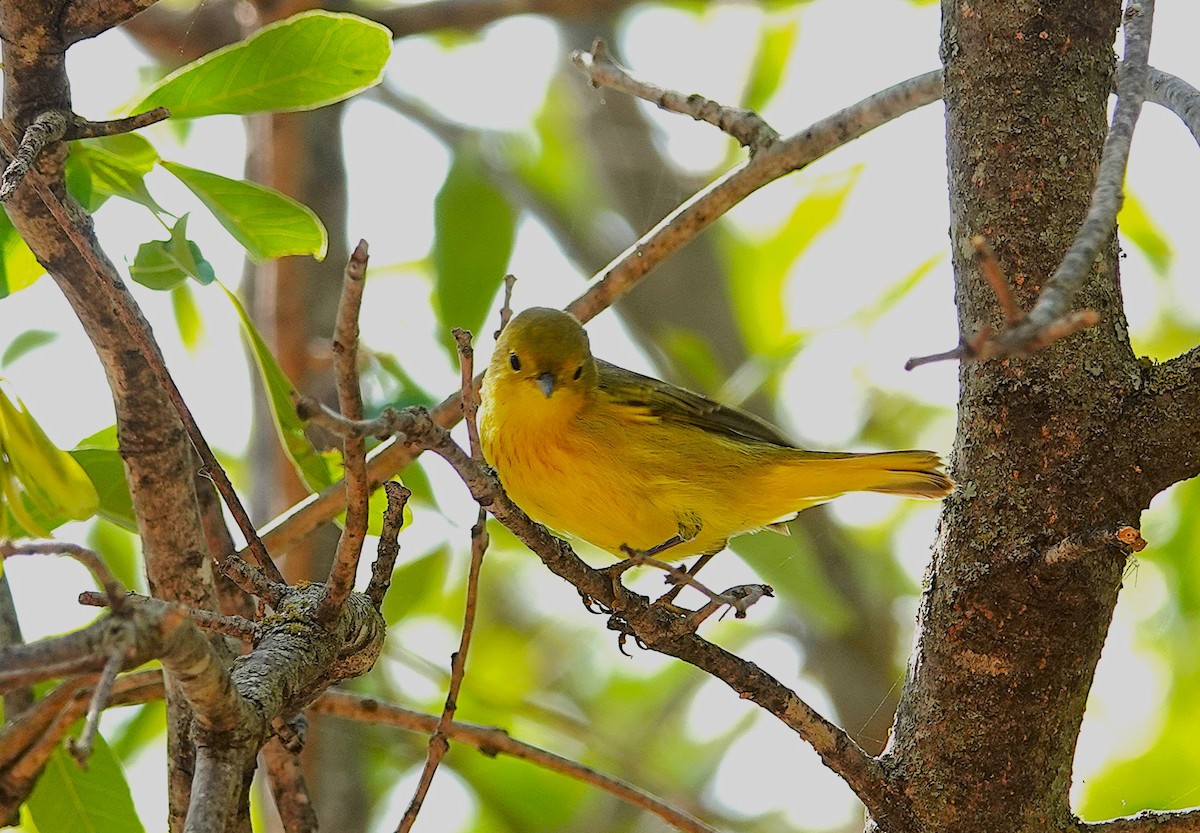 Yellow Warbler - ML643713626