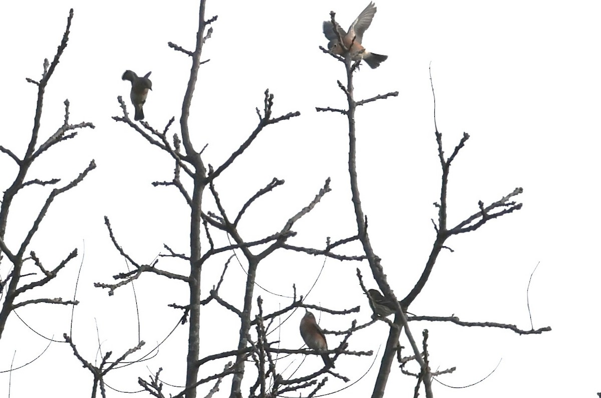 Eastern Bluebird - ML643713627