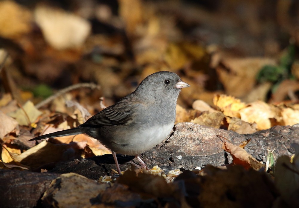 Dark-eyed Junco - ML643713628