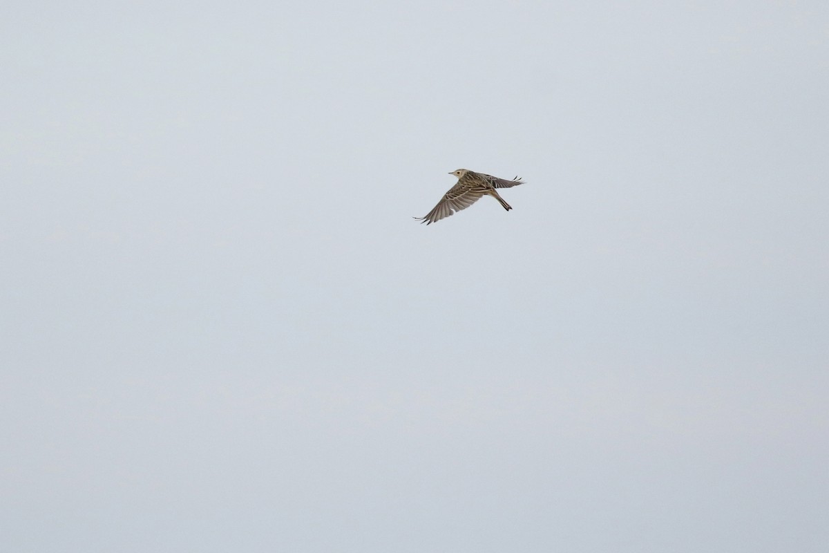 Sprague's Pipit - ML643713633