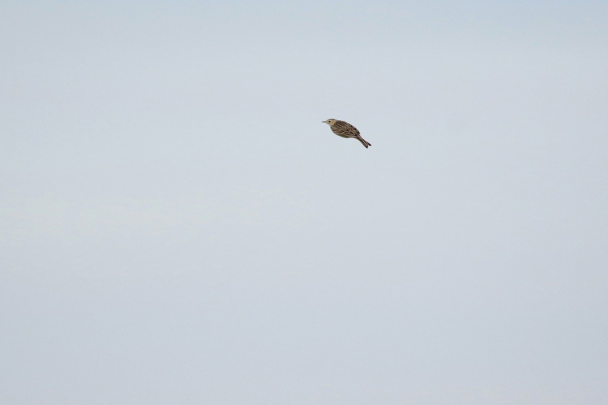 Sprague's Pipit - ML643713637