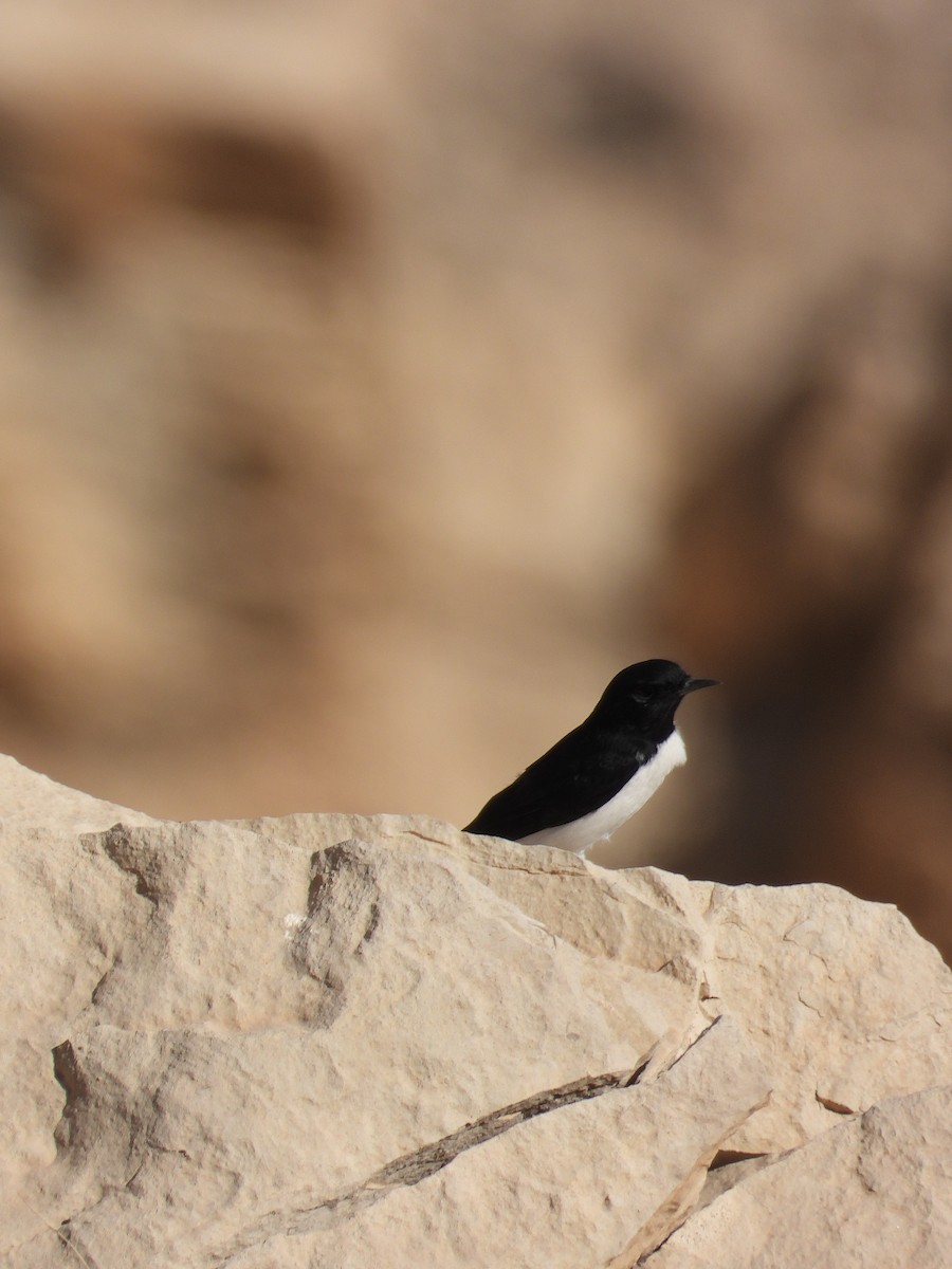 Hume's Wheatear - ML643713638