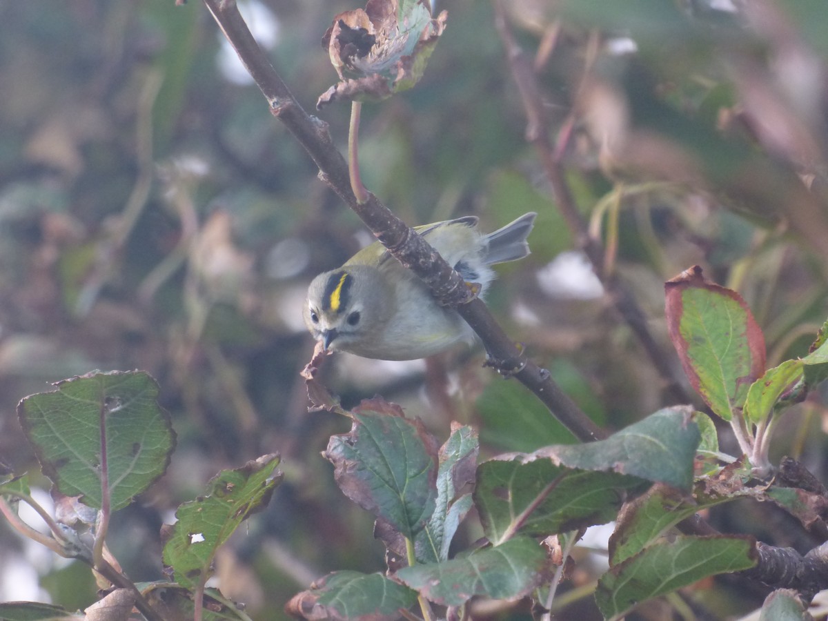 Goldcrest - ML643713651