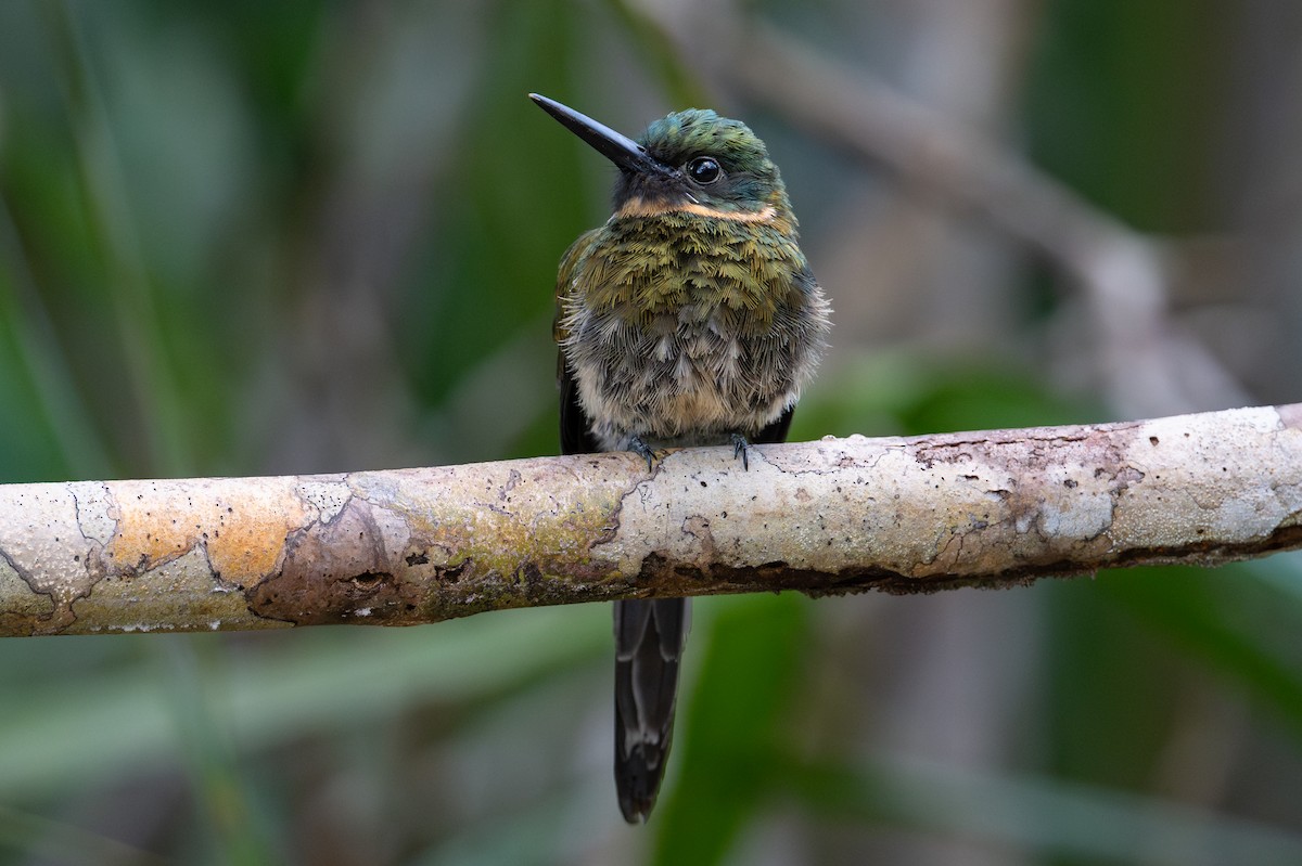Bronzy Jacamar - ML643713652
