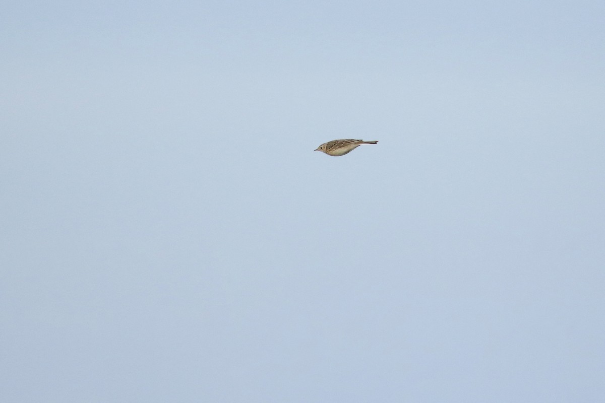 Sprague's Pipit - ML643713662