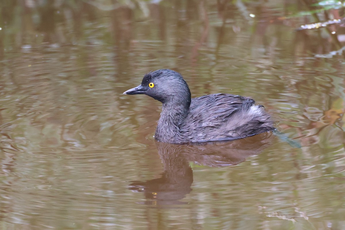 Least Grebe - ML643713664
