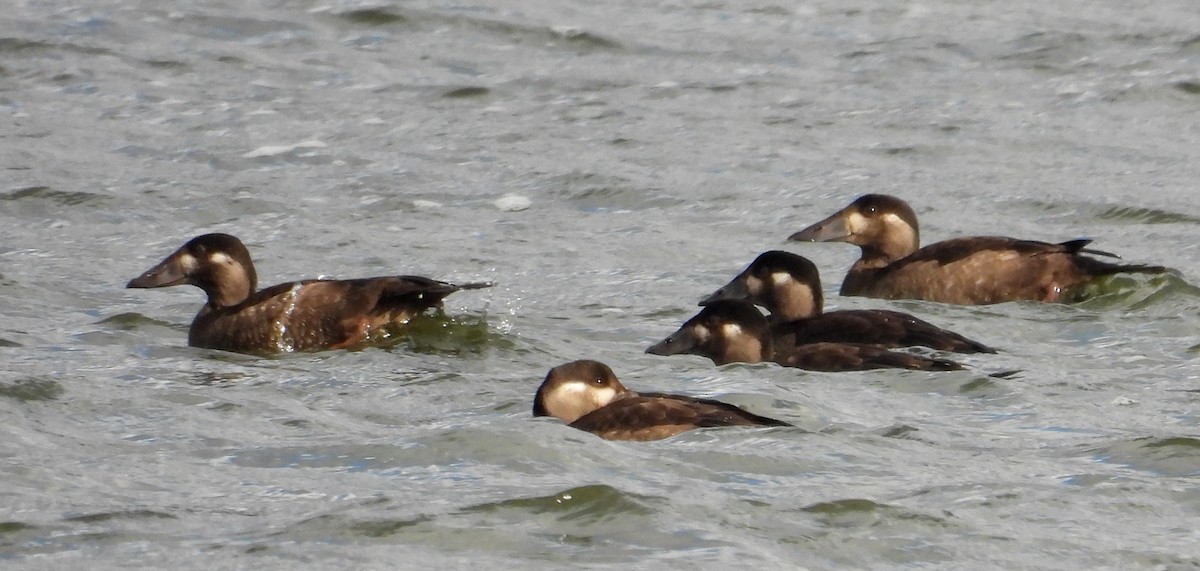 Surf Scoter - ML643713673