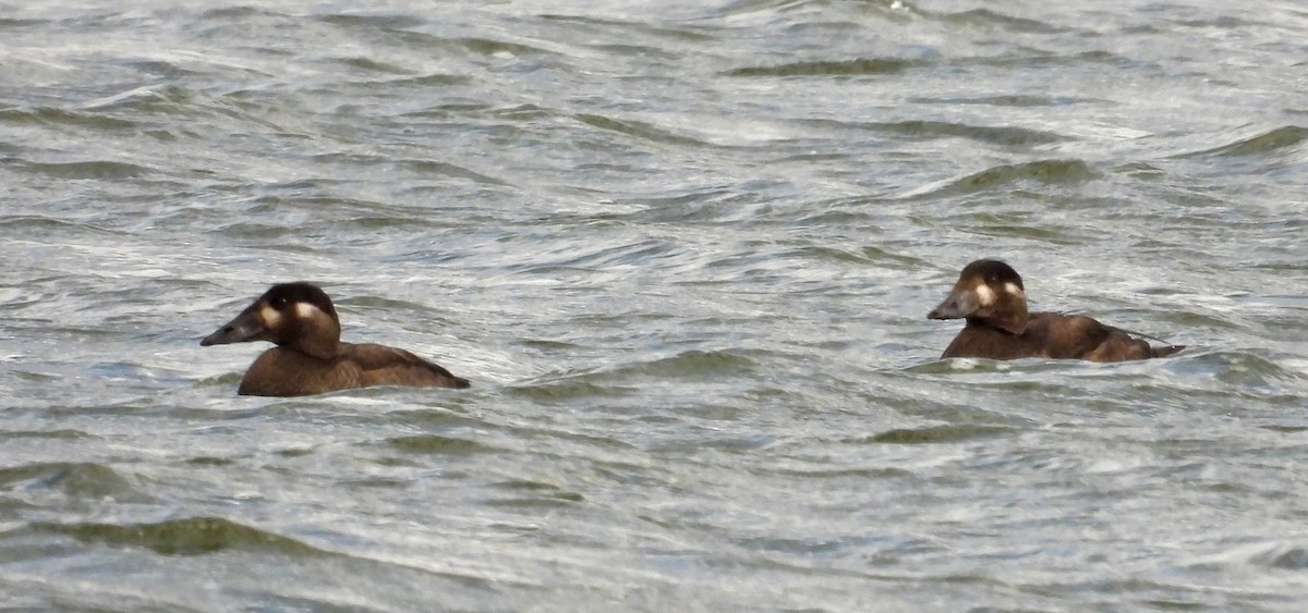 Surf Scoter - ML643713674
