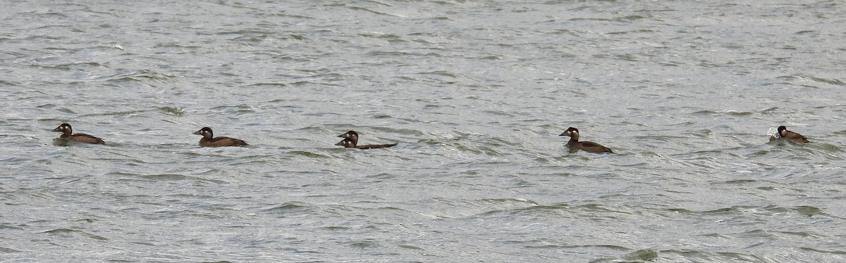 Surf Scoter - ML643713676