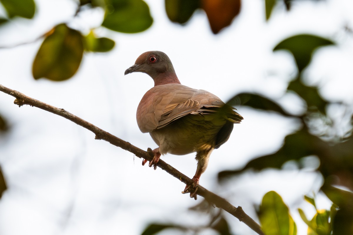 Pale-vented Pigeon - ML643713680
