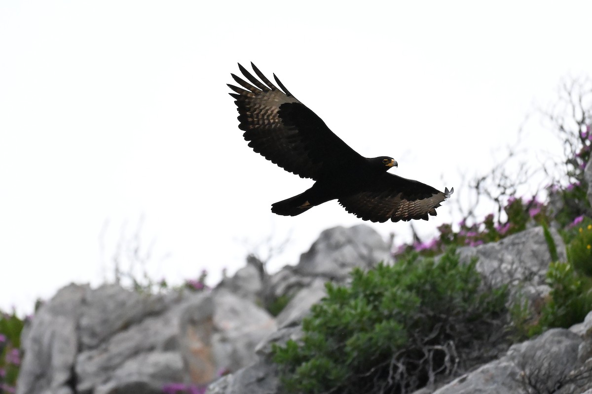 Verreaux's Eagle - ML643713683