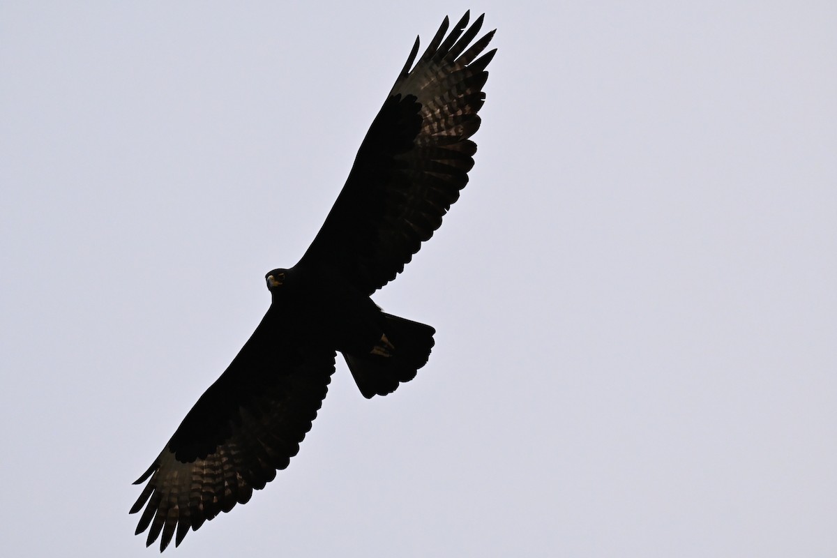 Verreaux's Eagle - ML643713684