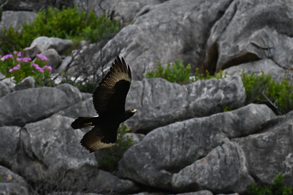 Verreaux's Eagle - ML643713685