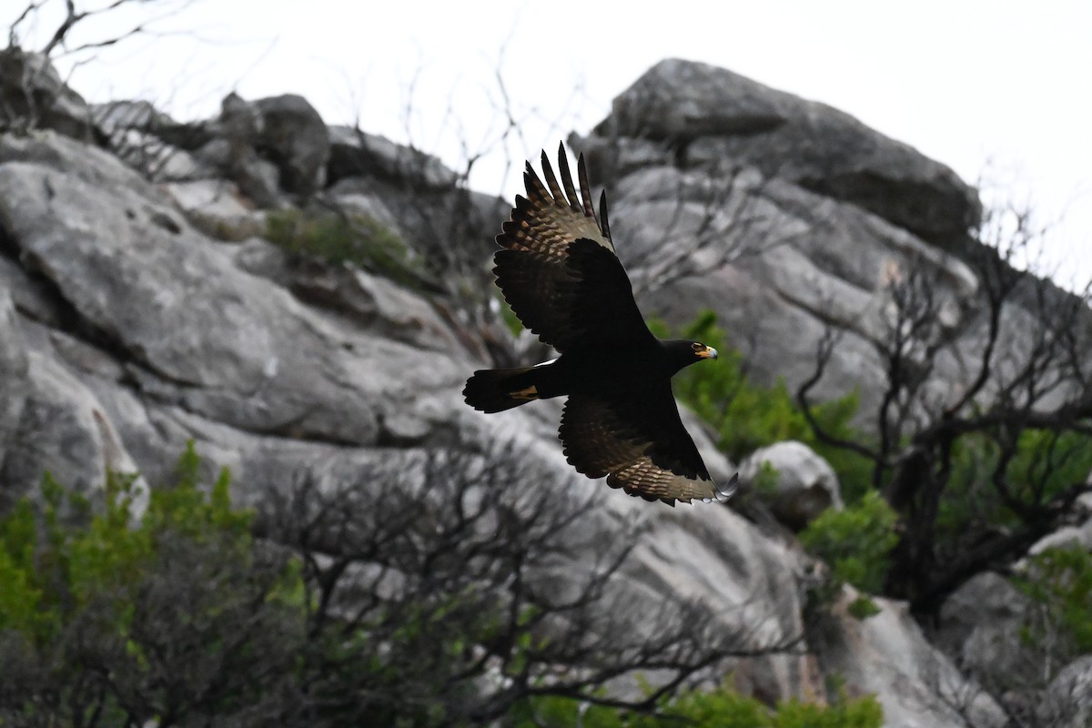 Verreaux's Eagle - ML643713686