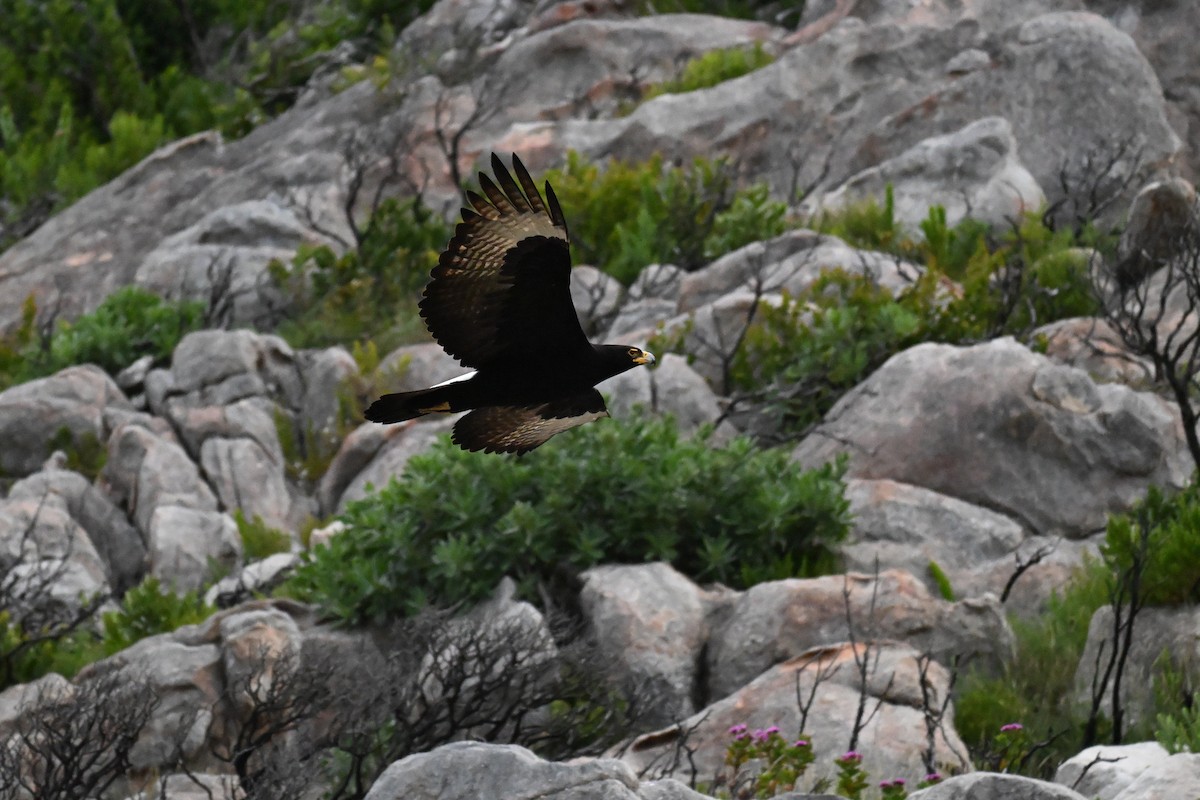 Verreaux's Eagle - ML643713688