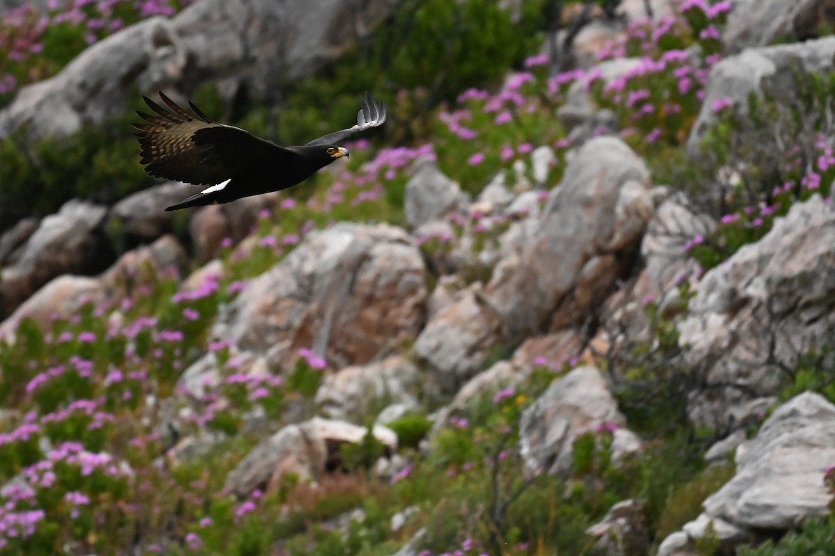 Verreaux's Eagle - ML643713689