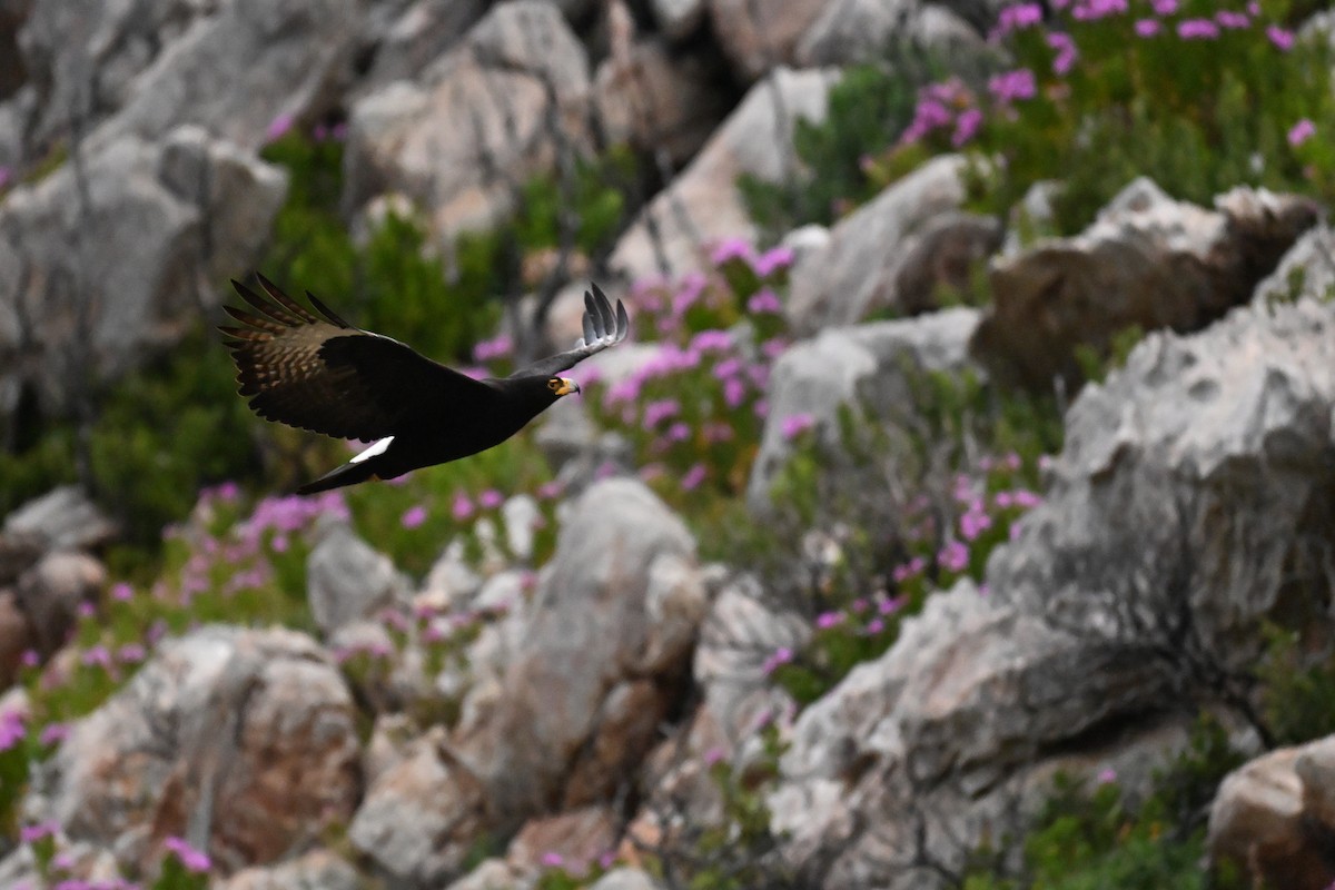 Verreaux's Eagle - ML643713690
