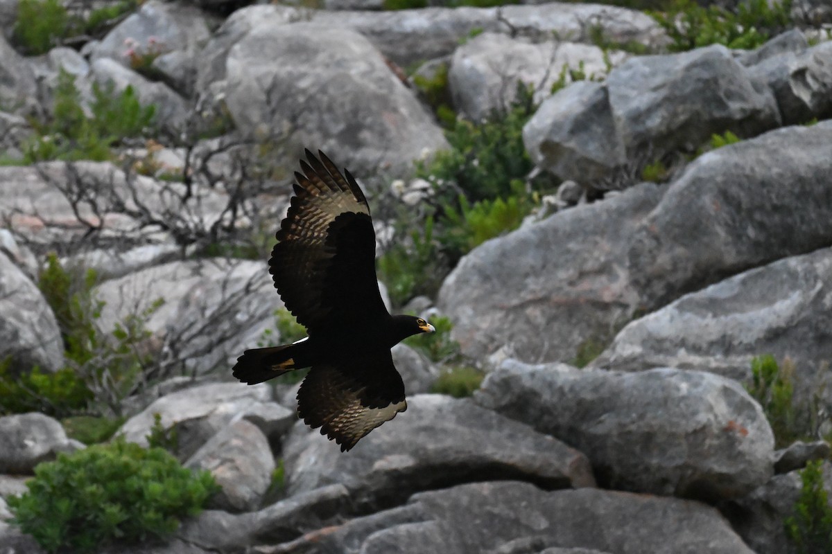 Verreaux's Eagle - ML643713692