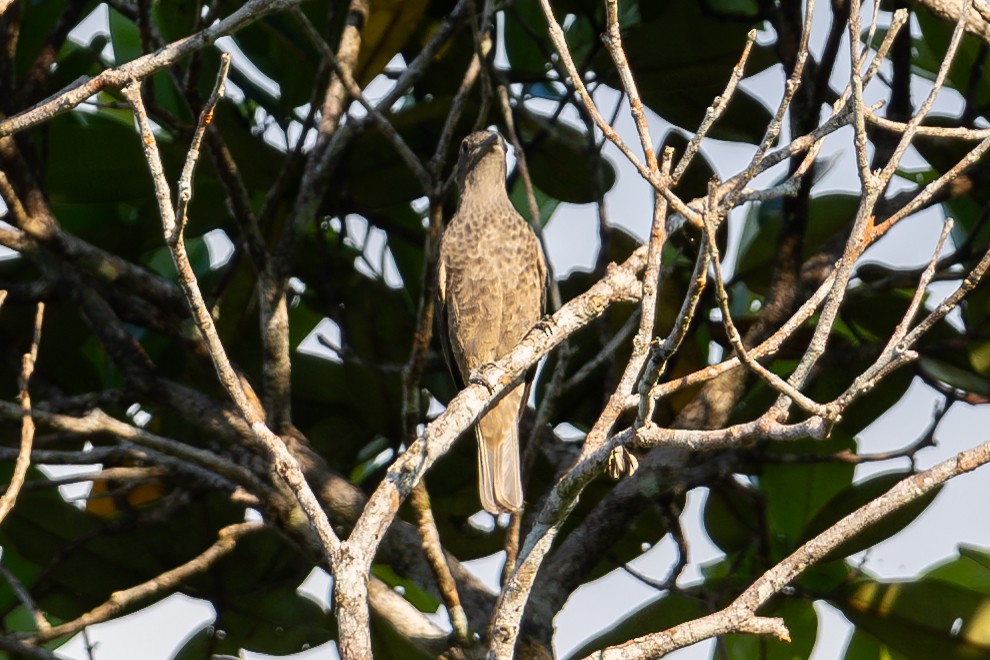 Spangled Cotinga - ML643713716