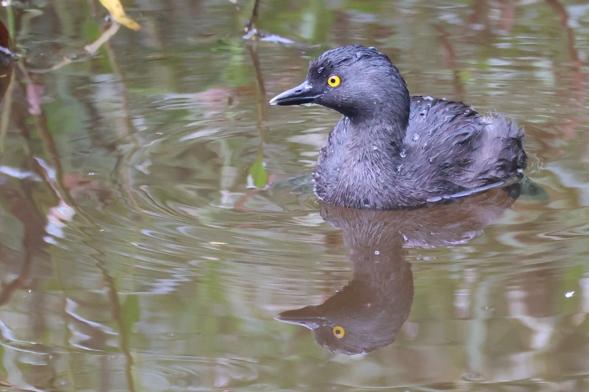 Least Grebe - ML643713721