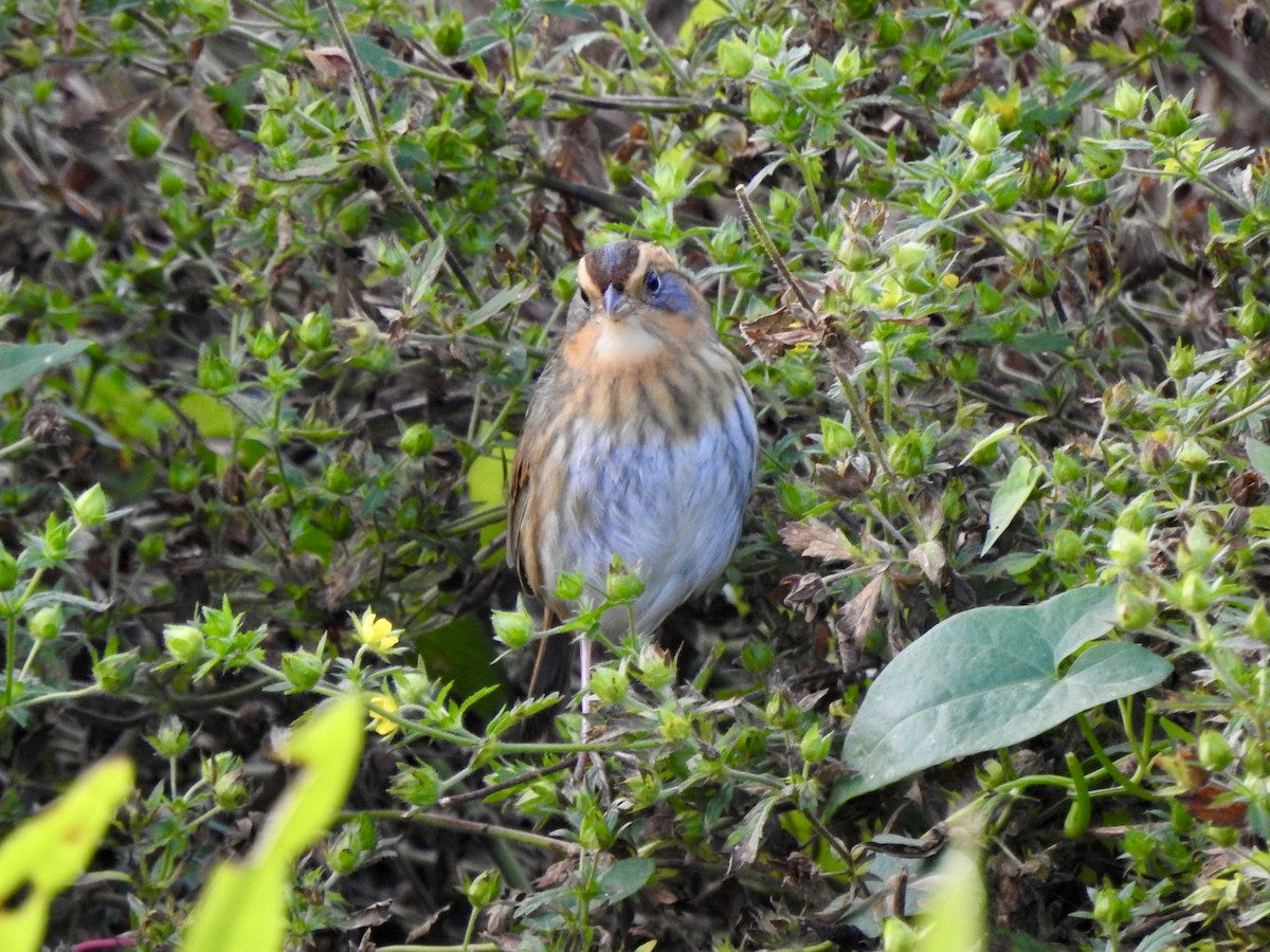 Nelson's Sparrow - ML643713738