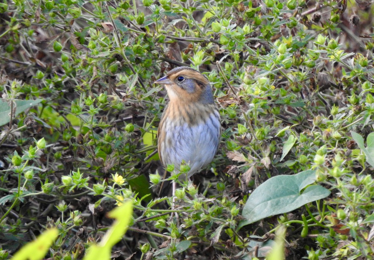 Nelson's Sparrow - ML643713739