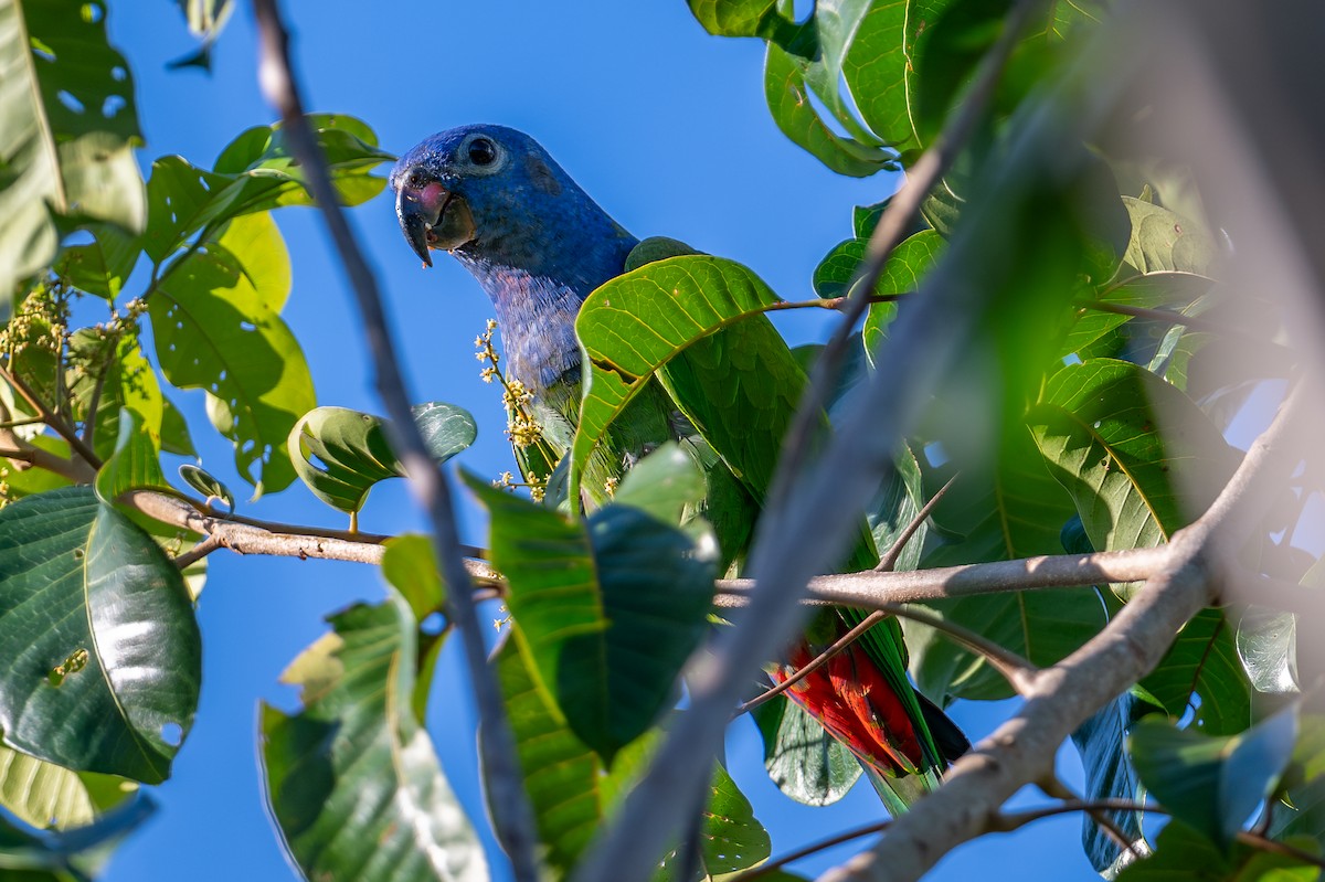 Blue-headed Parrot - ML643713759