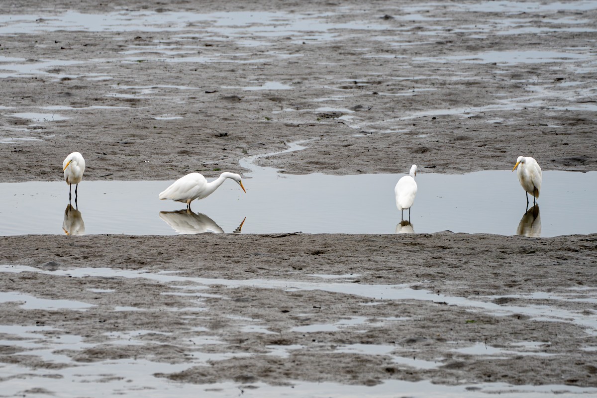 Airone bianco maggiore - ML643713787