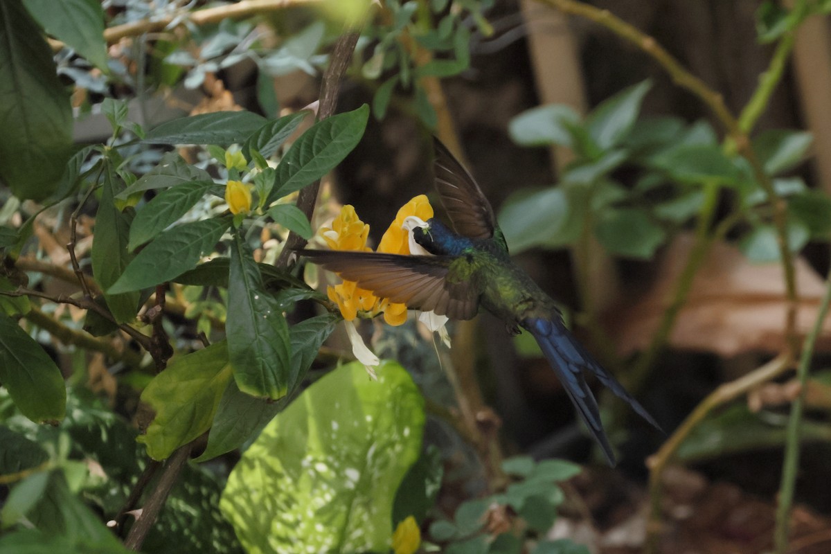 Swallow-tailed Hummingbird - ML643713788