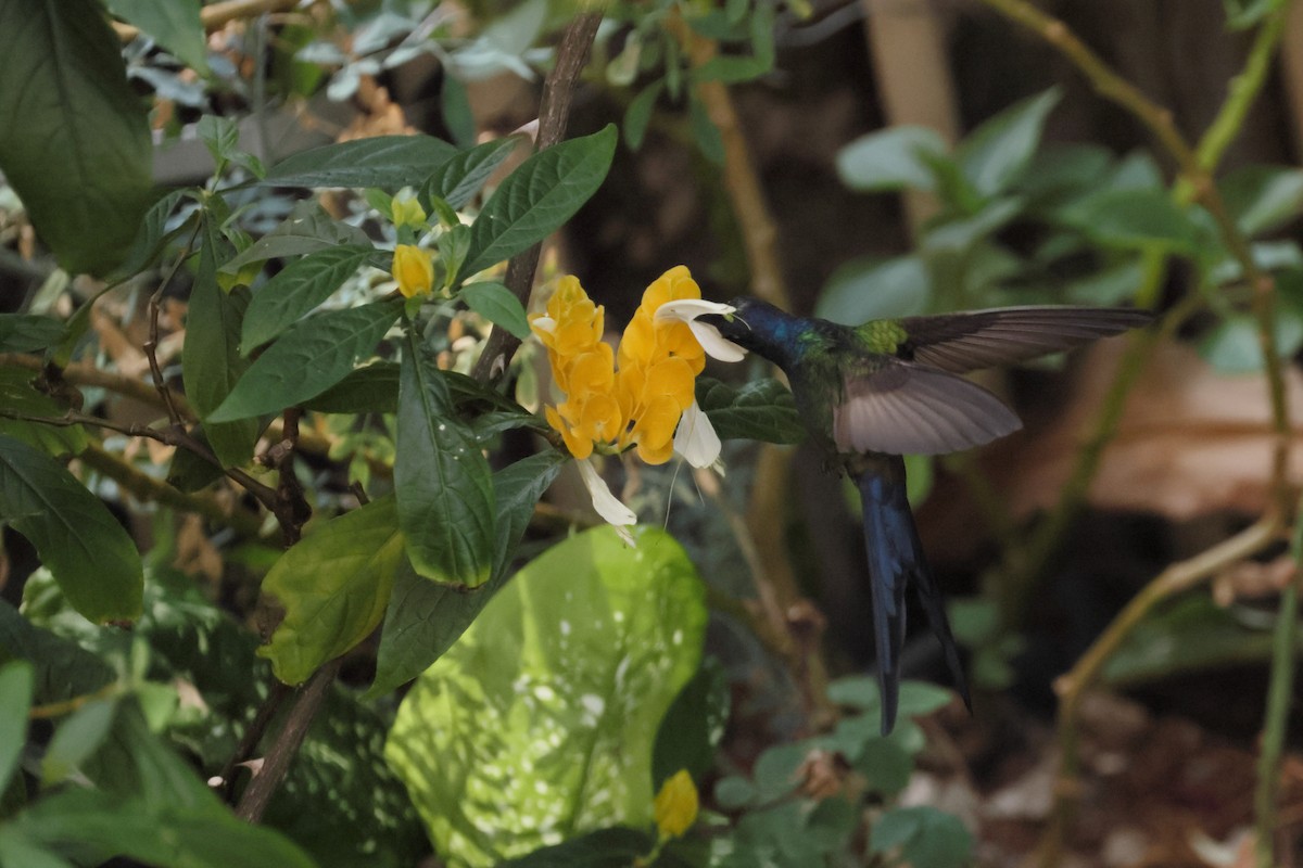 Swallow-tailed Hummingbird - ML643713789