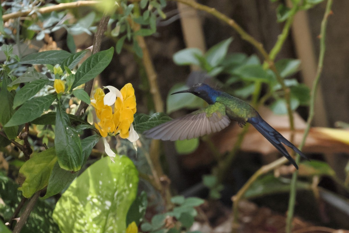Swallow-tailed Hummingbird - ML643713790