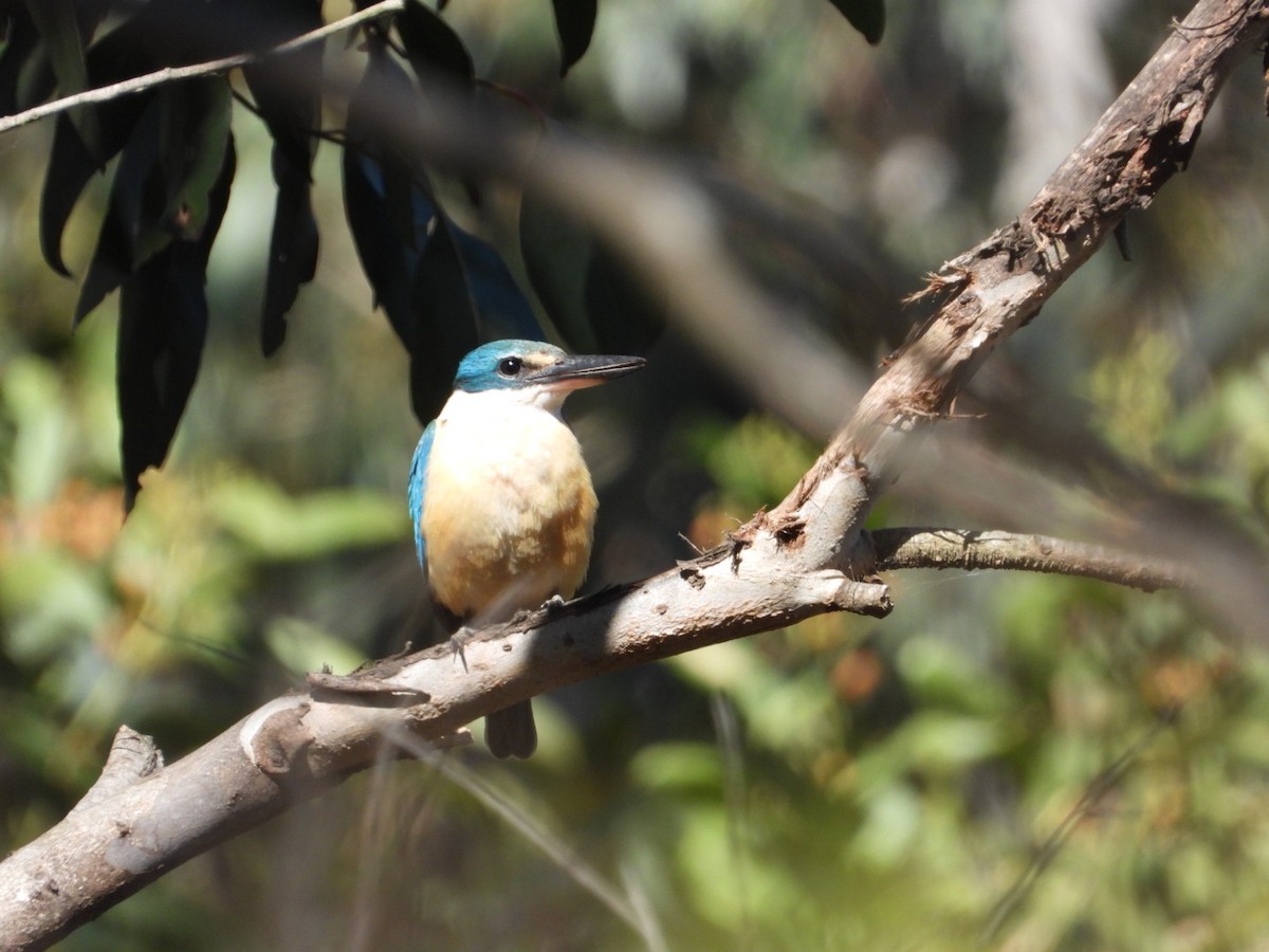 Sacred Kingfisher - ML643713795