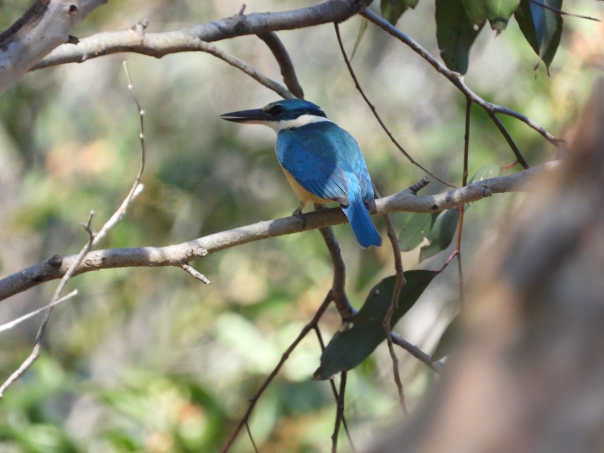 Sacred Kingfisher - ML643713796