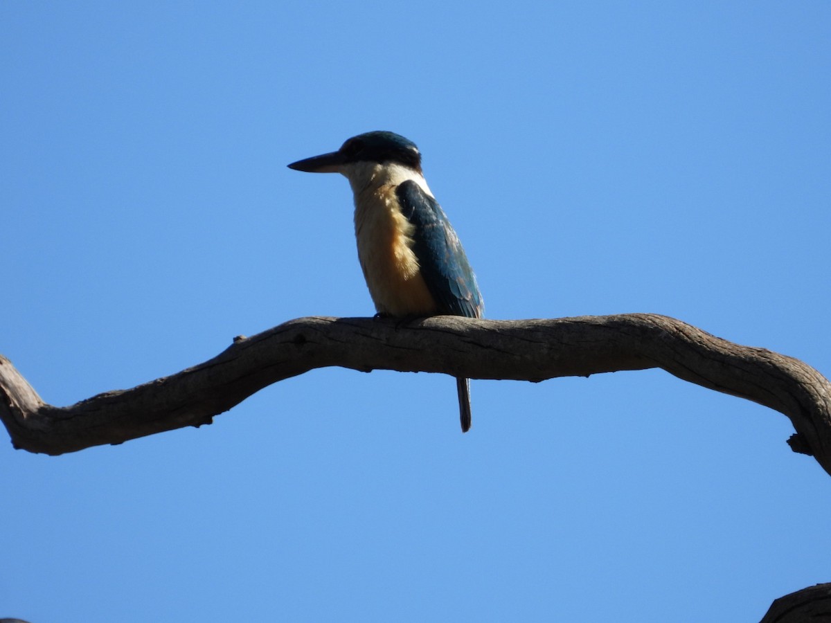 Sacred Kingfisher - ML643713797