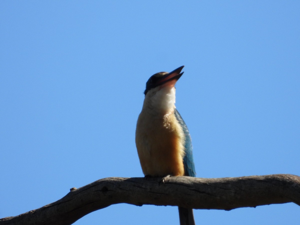 Sacred Kingfisher - ML643713798