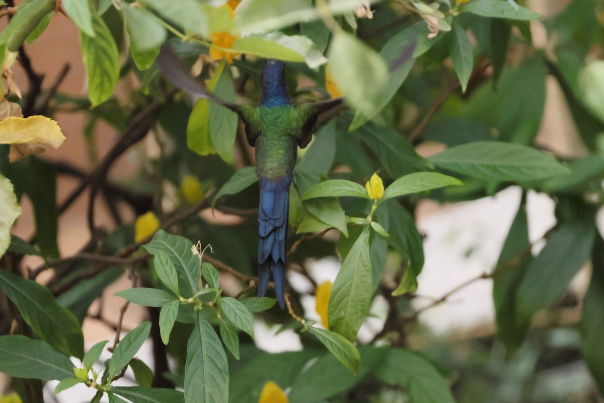 Swallow-tailed Hummingbird - ML643713804