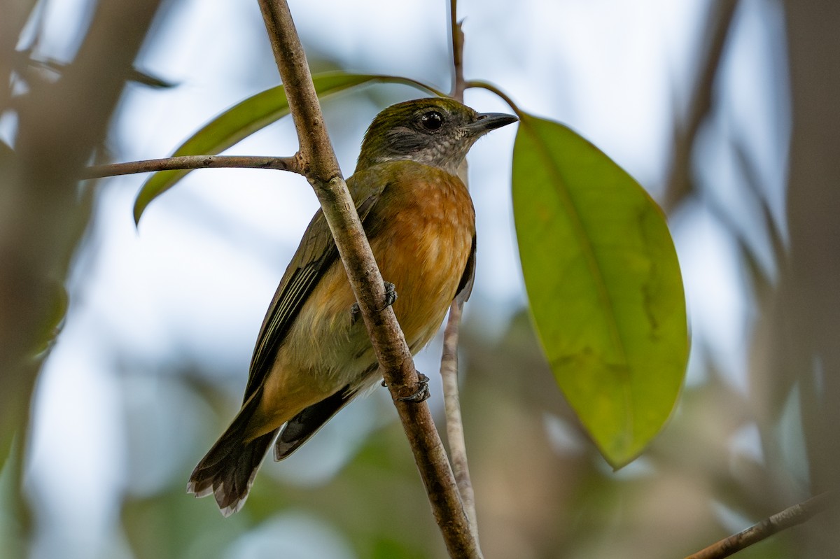 Yellow-crowned Manakin - ML643713806