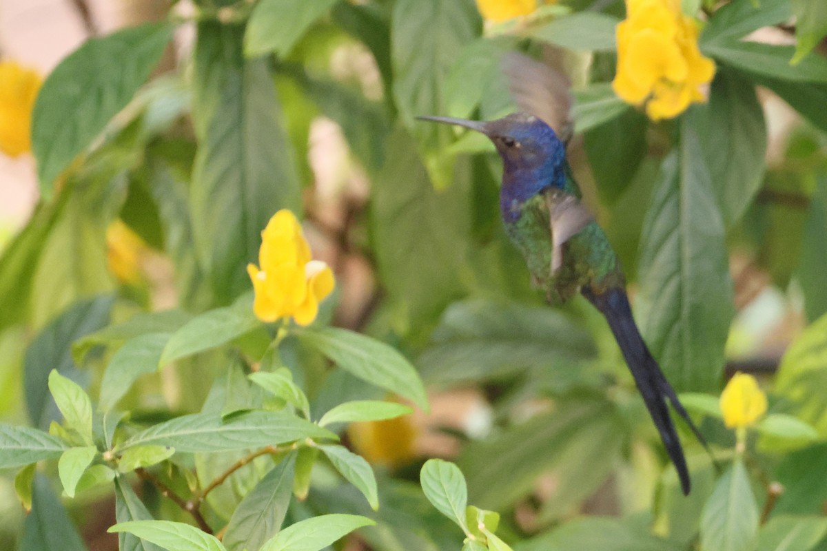 Swallow-tailed Hummingbird - ML643713810