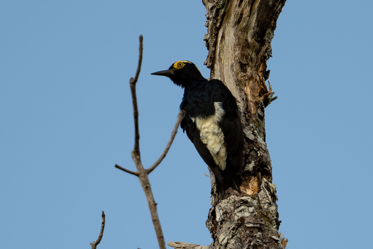 Yellow-tufted Woodpecker - ML643713824