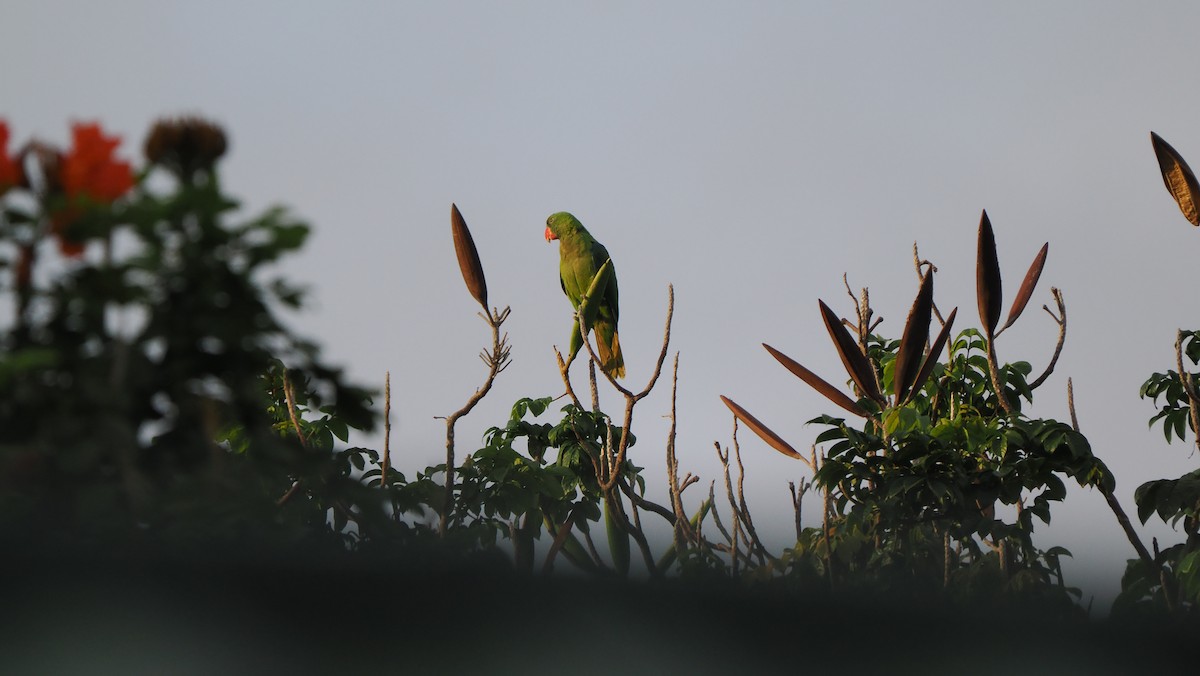 Azure-rumped Parrot - ML643713841