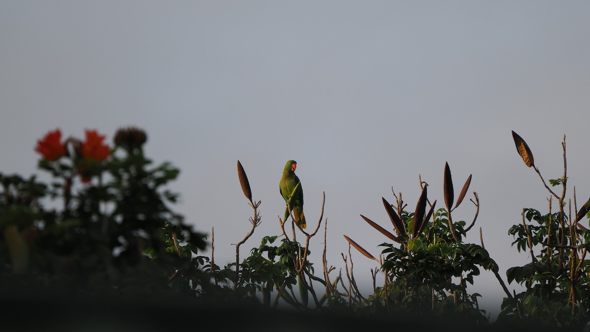 Azure-rumped Parrot - ML643713842