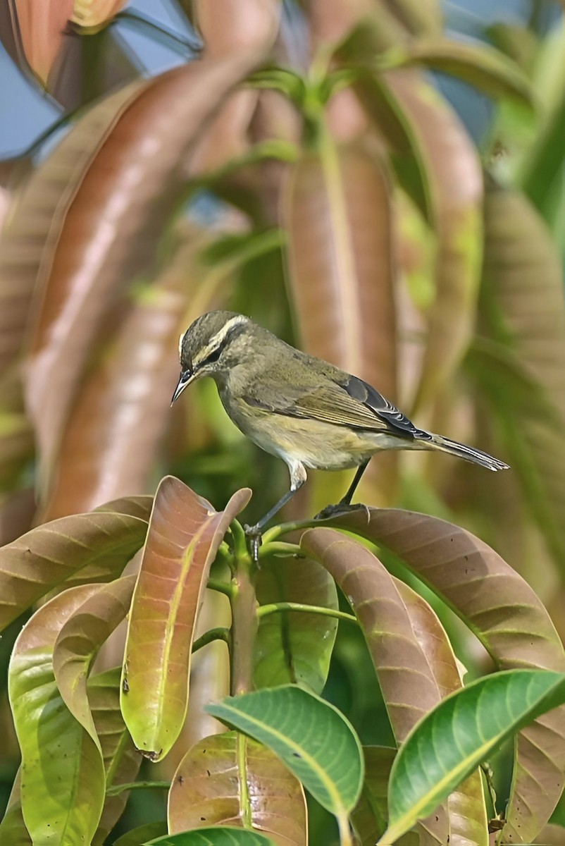 Tytler's Leaf Warbler - ML643713848