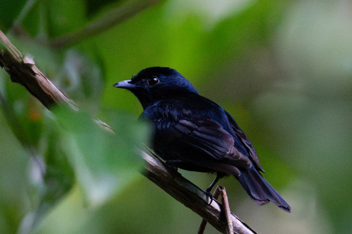 Black Manakin - ML643713861