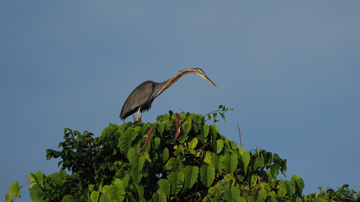 Purple Heron - ML643713878
