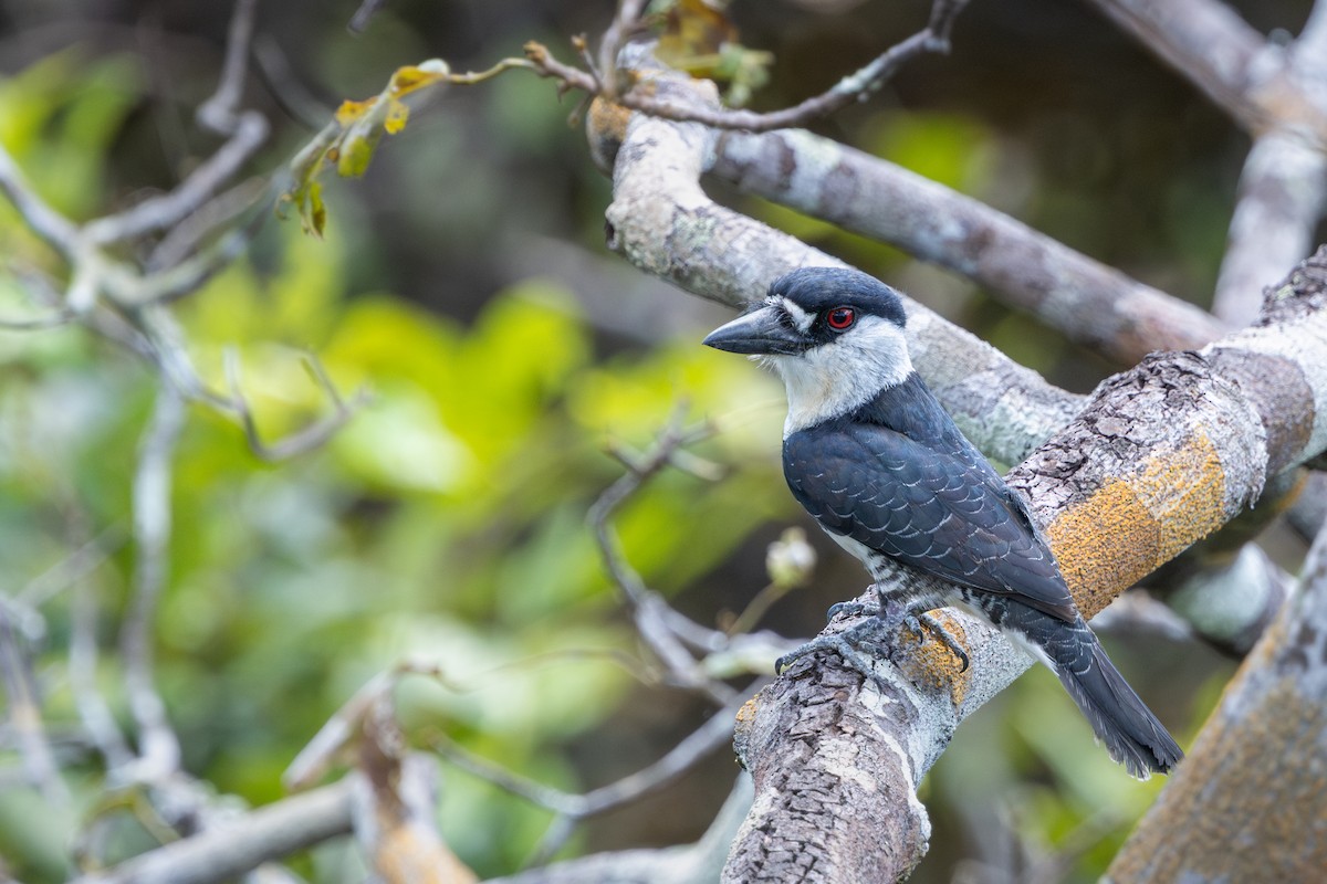 ギアナオオガシラ - ML643713897