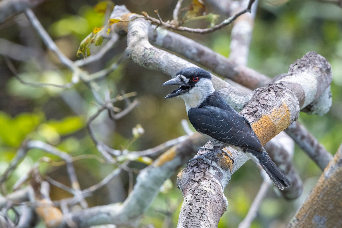 ギアナオオガシラ - ML643713898