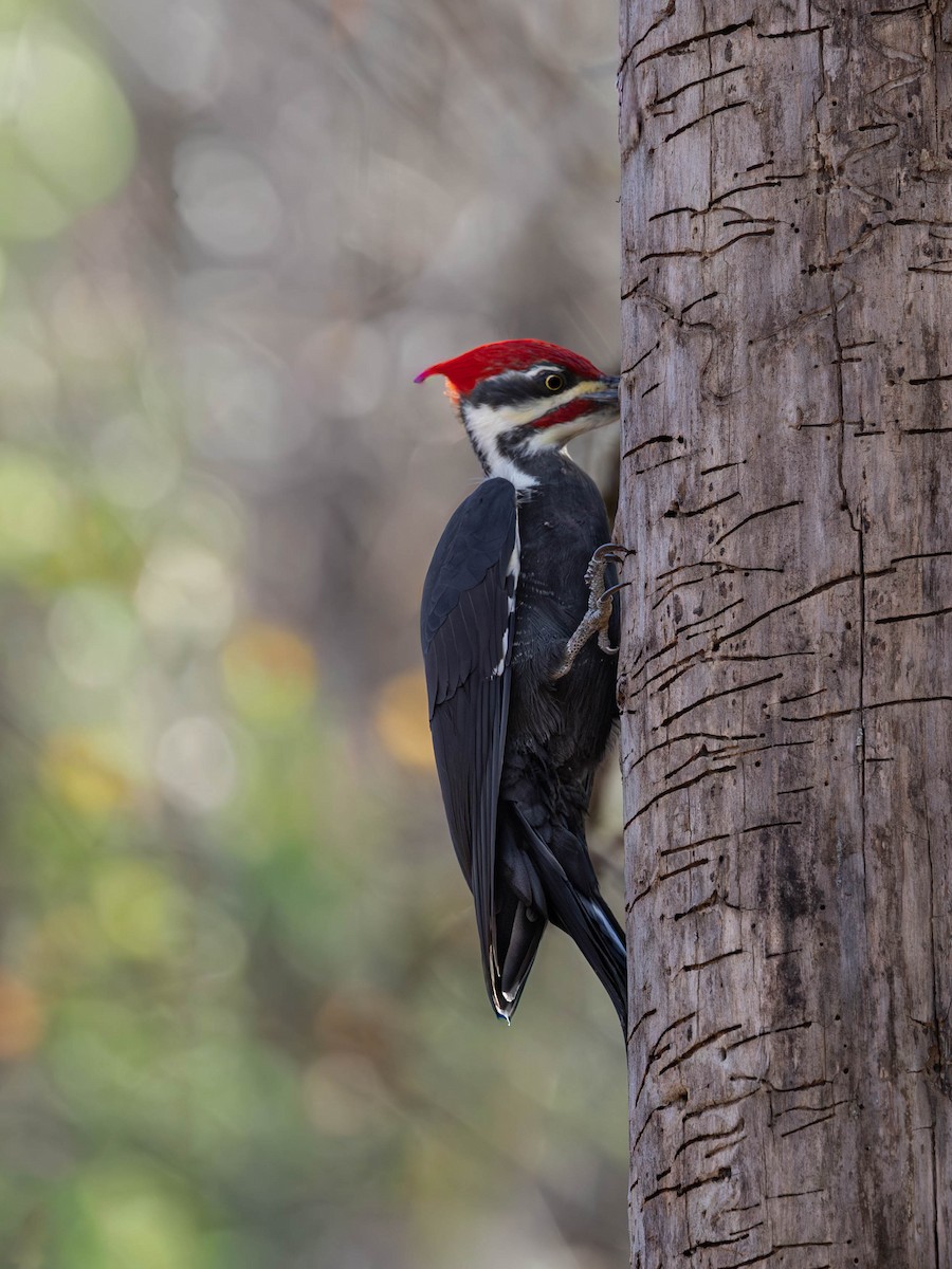 Pileated Woodpecker - ML643713903
